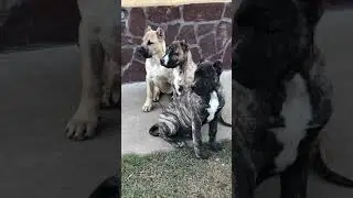 The surveillance team