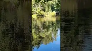 Утки  плавают в пруду у санатория "Зелёный город"