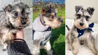 GROWING UP: 2 to 12 months Miniature Schnauzer | follow us for regular updates insta @suzie.mini
