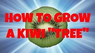 How to Grow a Kiwi 