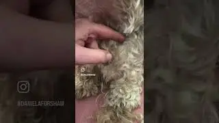 Dog Fur Matting Shave Off