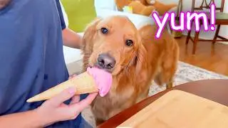 My Dogs Try Human Fast Food! 🍔