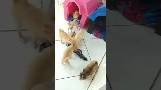 DISPONÍVEIS filhotes de chihuahua machos e fêmeas.