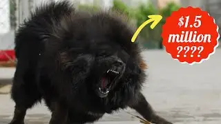 Top 10 Most Expensive Dog Breeds in the World