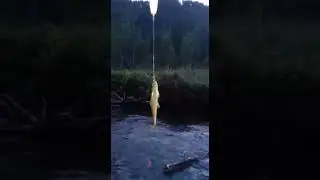 Вот таких хариусов ловят на нашей реке Куюм рядом с нашей базой "Благодать"