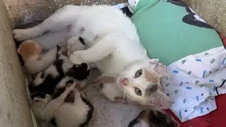 Mother cat loves and adores her 5 day old kittens.
