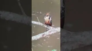 ¿Quieres saber por qué esta ave es hermosa, pero apestosa?  Pronto en The Birders Show. Suscríbete🔔