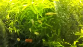 Goodeid Ameca Splenden - Fry , Juvenile ,  Adults  - Honored to keep 👊