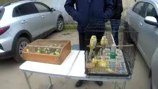 Ярмарка в Кропоткине, Выбираю птицу для вольера