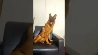 #WestGermanShepherd