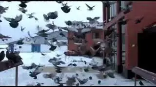 Николаевские голуби расы Агурбаш часть 5