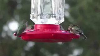 Supper at the hummingbird feeder