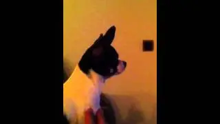 Shelby Watching TV