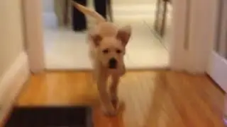 011BroD Labrador Hallway Attack