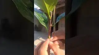 New Method of Grafting Blacksapote trees #124 #shorts