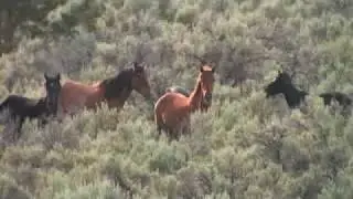 Wild Horses History