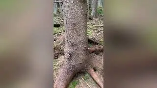 Лес в горах Австрии