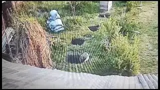 Лиса в курятнике!
