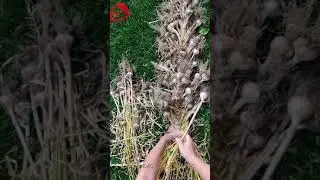 Коса из ЧЕСНОКА. Как хранить чеснок до весны? Урожай чеснока созрел