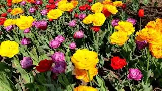 Tulip Festival Ottawa Canada