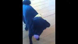 Pug vs yoghurt