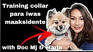 TRAINING COLLAR for MARIA