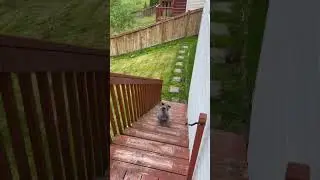 When Your Dog Bred To Hunt Small Animals Is Just Literally Blind  #shorts #dog #peanut