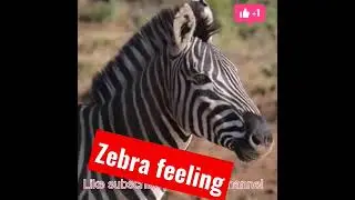 #zebra
