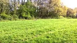 Conker racing up the field off to bury this morning's rabbit.