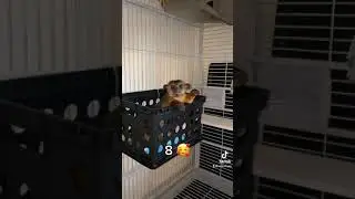 10 Kinkajou noises and what they mean