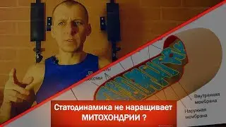 Статодинамика не наращивает МИТОХОНДРИИ?