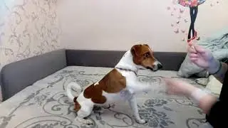 Джек выполняет команды