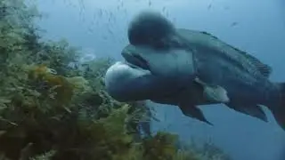 Как овцеголовые губаны (Semicossyphus reticulatus) устраивают поединки, ухаживают и нерестятся ?