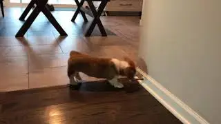 Door Stopper Pupper