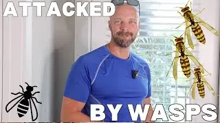 My Wife Was Attacked by Wasps | What to Do With Wasps