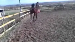 Sexy Horse ;)