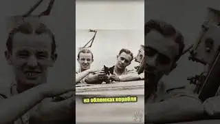 Непотопляемый кот