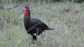 Southern Ground-Hornbill - strolling around
