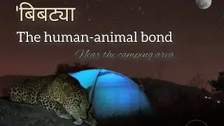 बिबट्या | Leopard | big cat | camping #wildlife #mammals #indian #youtube #facebook #koyna #chandoli