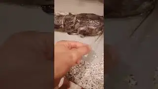 Поймал сома