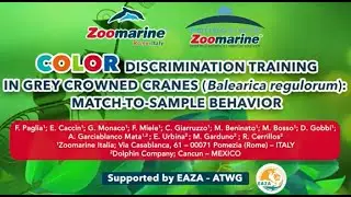 COLOR discrimination training in grey crowned cranes (Balearica regulorum): MATCH-TO-SAMPLE BEHAVIOR