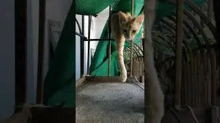 KITTEN APPROACHED LIKE A LION  #cat  #kitten