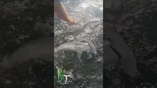 Hammerhead shark hits tuna rig. #fish #fishing #sharks #shorts #reels #nature #outdoors #nature