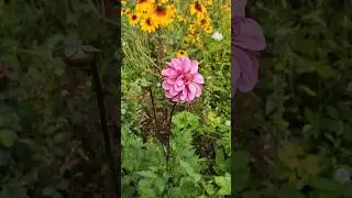 Георгины в моем саду. #shorts #shortvideo #дача #лето #цветы #красота #сад #природа #творчество #fun