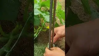Cucumber Bed. Big harvest in a small area.
