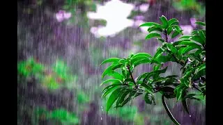 Дождь в лесу/ Звуки для сна и релаксации./森林中的雨 / 睡眠和放鬆的聲音。