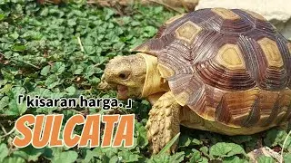 kenapa yah sekarang kura kura sulcata harganya murah ? #sulcata #sulcatatortoise #kurakuradarat