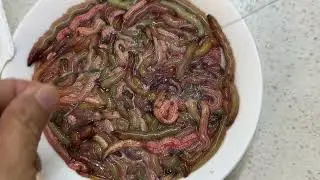 Phương pháp móc mồi thành chùm  - How to hook a bunch of sandworms