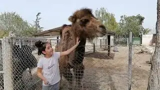 friendly camel 🐫🐫🐫#short#animallover
