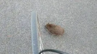 Зомби-ёжЪ.